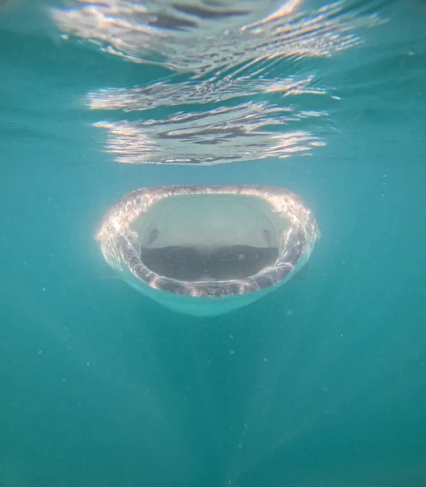 Tiburón Ballena — foto 1