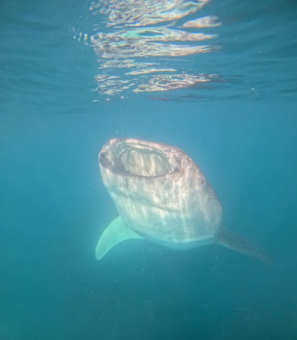 Tiburón Ballena — foto 2