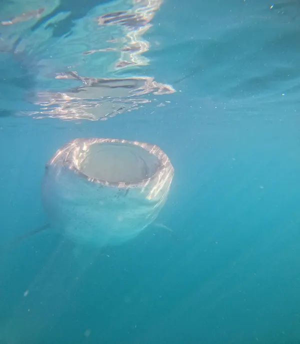 Tiburón Ballena — foto 3